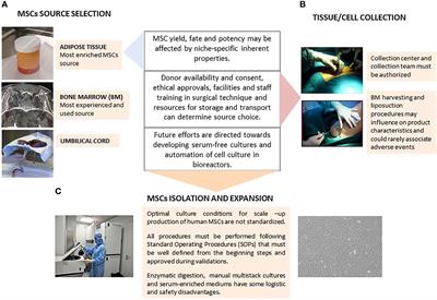 Optimization of Mesenchymal Stromal Cell (MSC) Manufacturing Processes for a Better Therapeutic Outcome